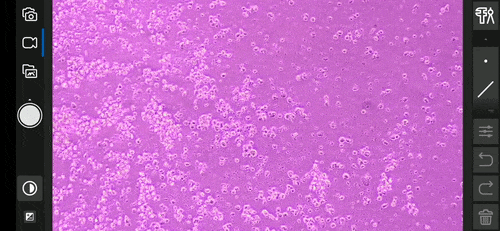 MCS_09.gif