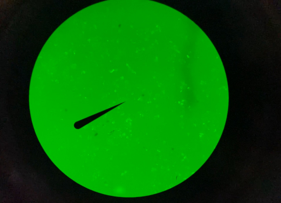 BG_Fluo_05.jpg
