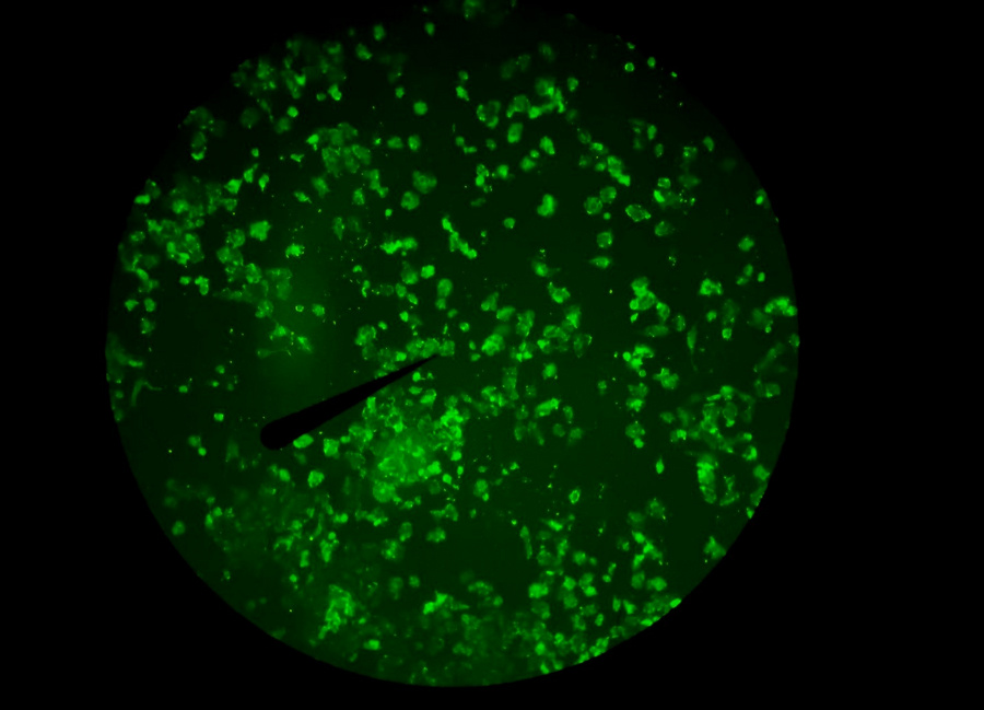 BG_Fluo_08.jpg