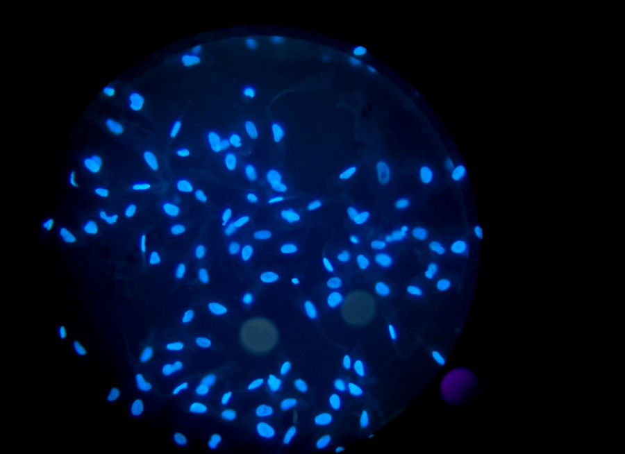 BG_Fluo_11.jpg