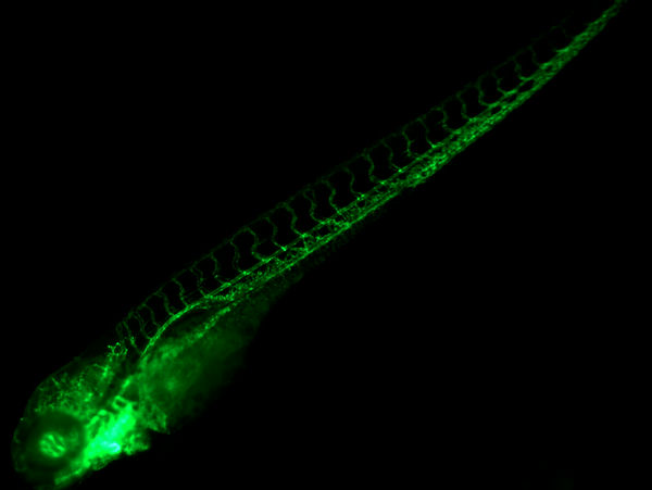 斑马鱼_MF52-CF_202310_南方科技大学生物系（活体荧光标记斑马鱼挑选）_1.jpg